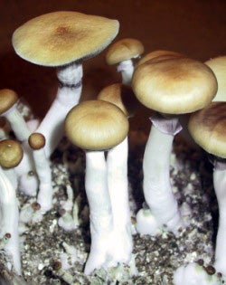 Illustration for article titled Johns Hopkins Seeks Volunteers to Take Magic Mushrooms