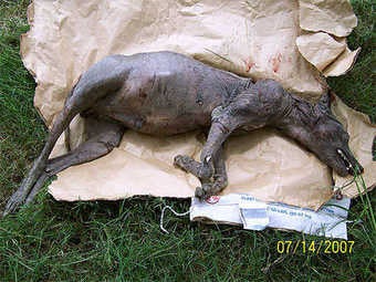 Illustration for article titled Chupacabras are just coyotes with scabies, says biologist