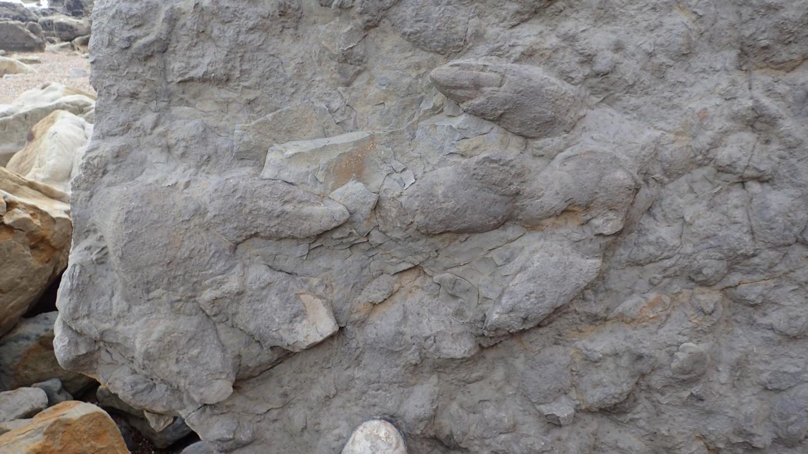 ankylosaurus footprint