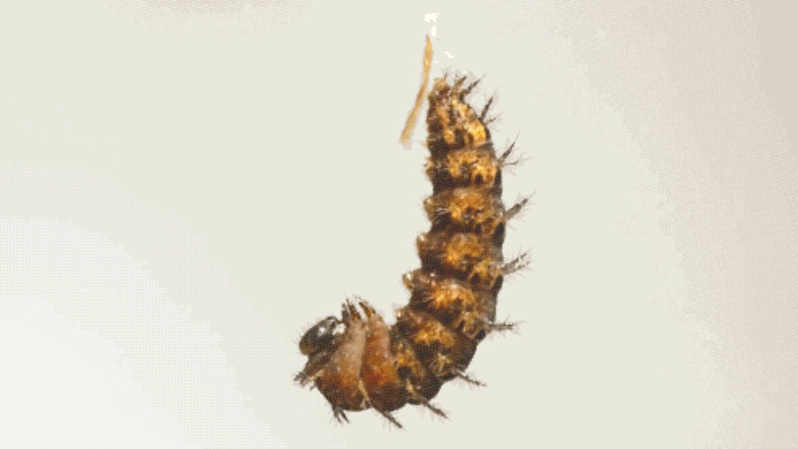 caterpillar metamorphosis