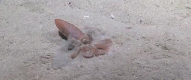 Sand Octopus Turns its Body into a Squirt Gun to Burrow