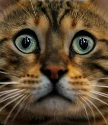 Illustration for article titled Psychopath Stalking South Florida Kitties