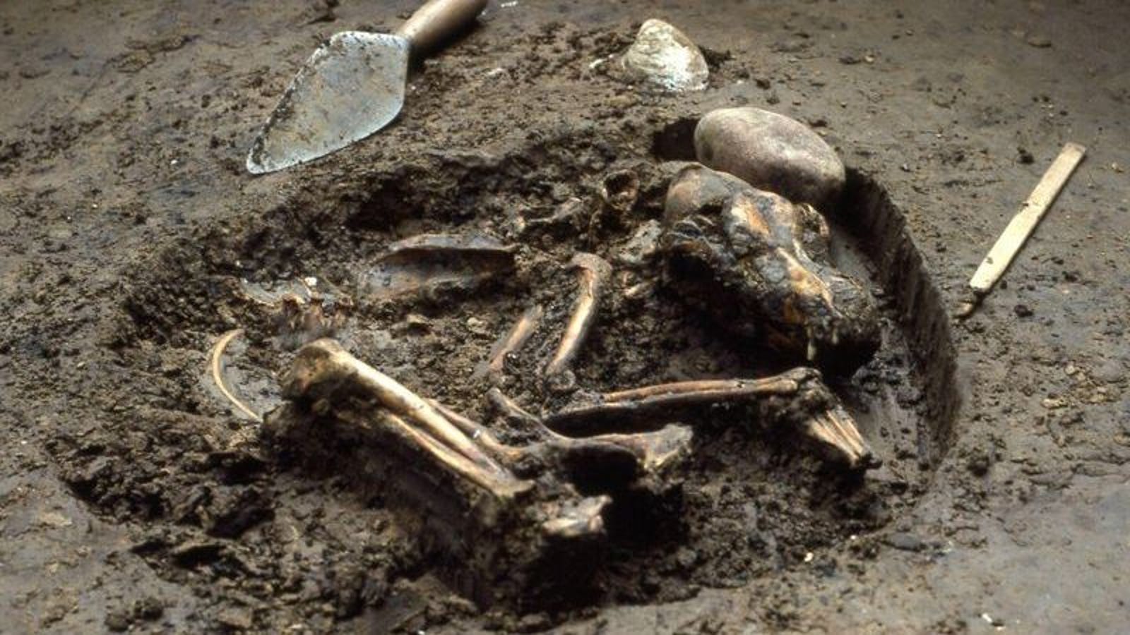 New Evidence Suggests Dogs Reached North America 10,000 Years Ago