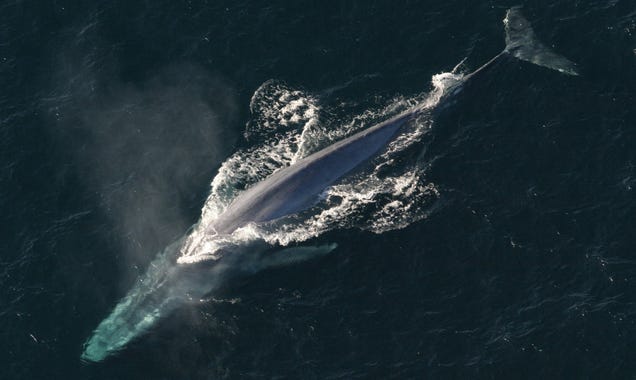 photo of How Blue Whales Are Able to Maintain Their Monstrous Size image
