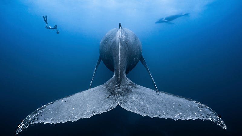 Las mejores fotos submarinas de 2018 son una ventana a una dimensión paralela oculta bajo el agua