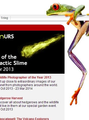 Illustration for article titled Here is a frog shooting flames from its crotch