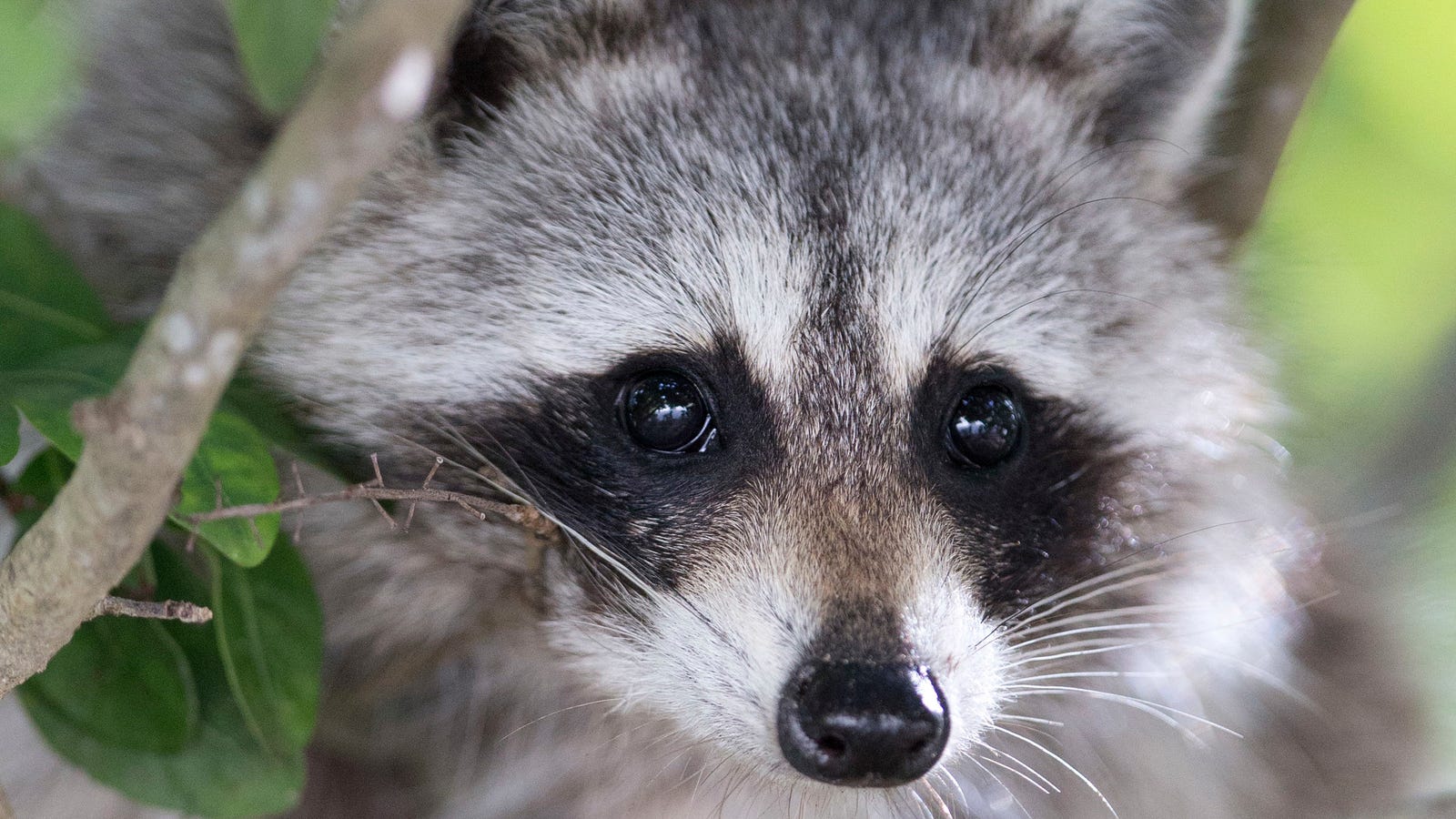Someone Please Save the Raccoon