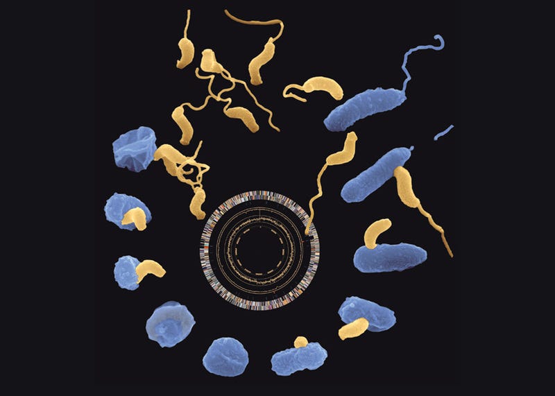 Illustration for article titled DARPA Wants Wants to Fund Research into "Predatory" Bacteria