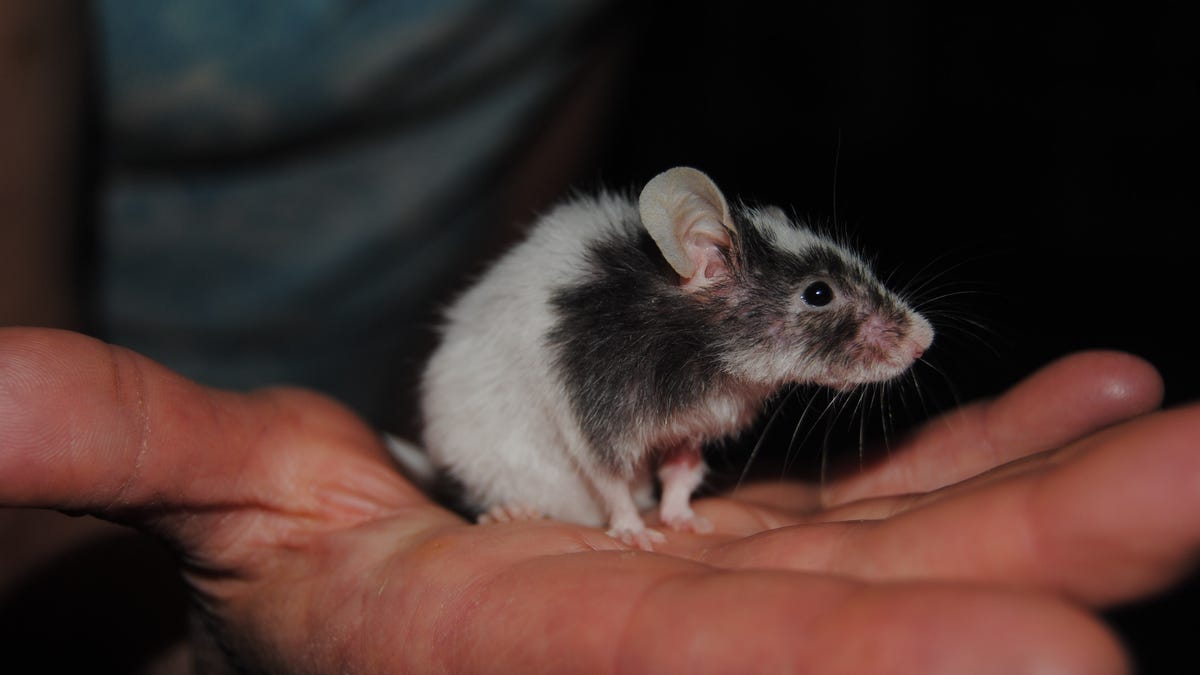 Effective methods of dealing with mice in the house and in the apartment 66 Effective methods of dealing with mice in the house and in the apartment 46