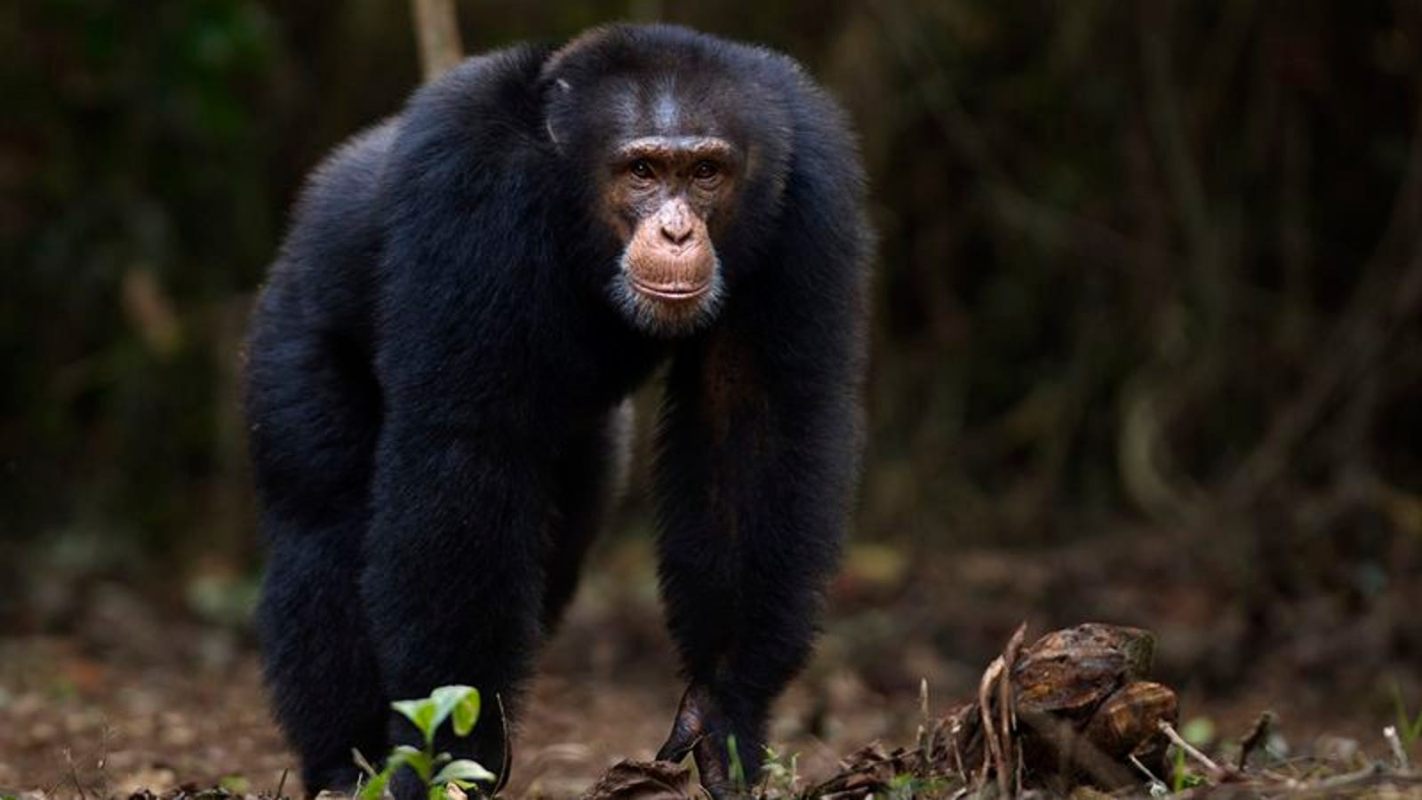 pet chimpanzee