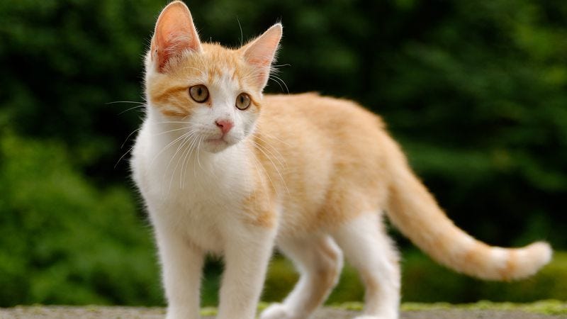 This isn't the kitten Taylor Swift got, but it IS available under a Creative Commons license! Who's a good kitty? Who's a good kitty?!