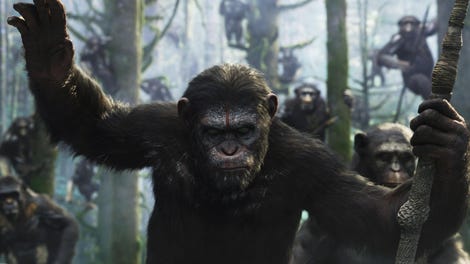 Scientists Have Finally Figured Out Why Chimps Are So Damn Strong
