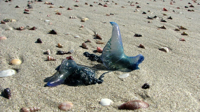 A Man O War Epidemic Is Sweeping Australian Beaches