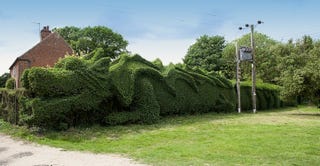 Illustration for article titled Retired man sculpts hedge into a 100-foot-long dragon