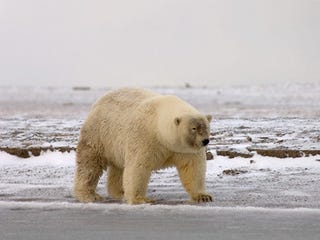 Illustration for article titled This is a Grolar Bear...