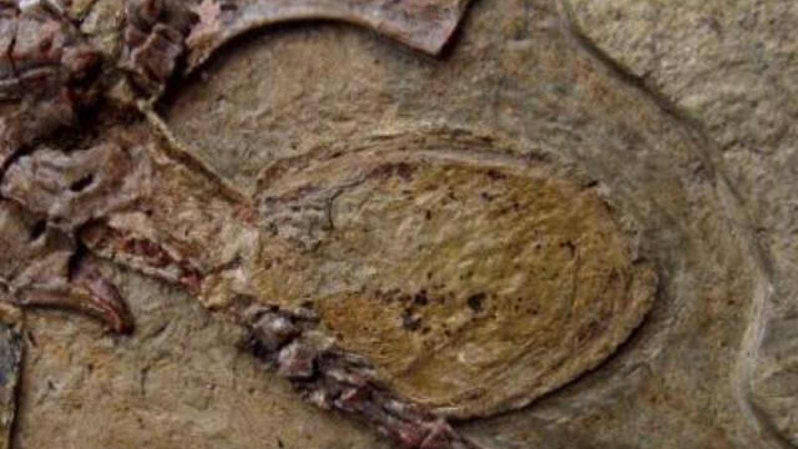 real pterodactyl fossil