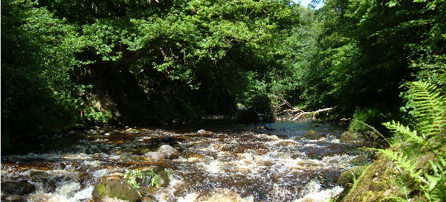 Planting Trees Could Save Britain's Stream Habitats