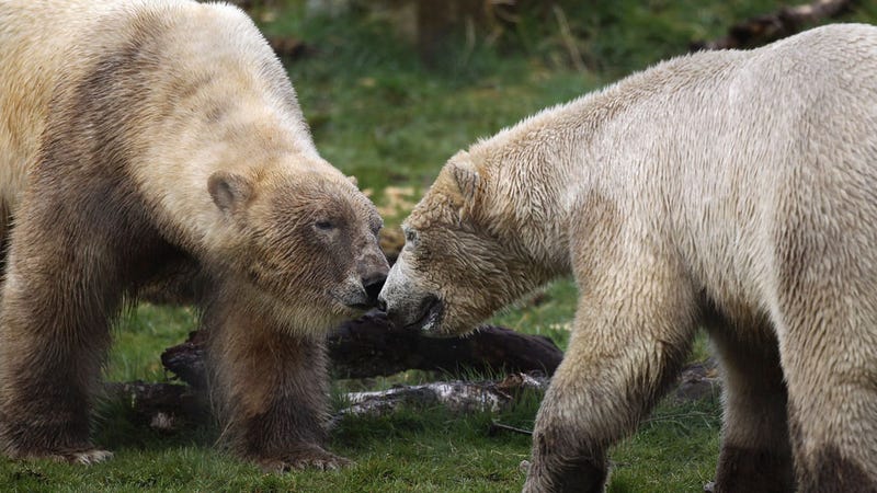 Illustration for article titled Polar Bears Become Best Bros, Put Each Other Before Hos