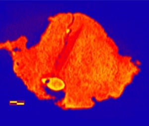 Illustration for article titled Evidence that _Tyrannosaurus_ was not an obligate scavenger