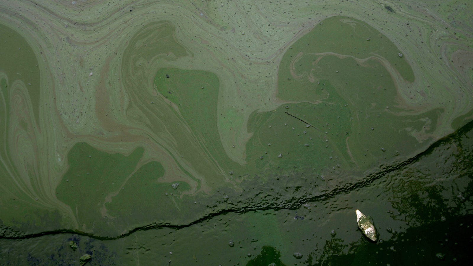 A Dangerous Algae Is Killing Our Dogs—and Climate Change Is Going to Make It Worse