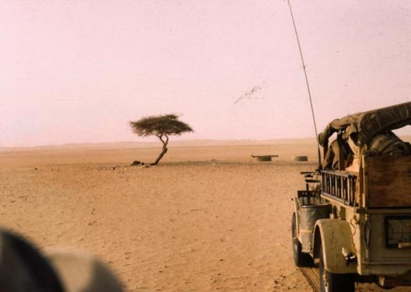 Illustration for article titled El árbol más aislado del planeta estaba en el desierto del Sahara, y murió de la forma más absurda que te puedas imaginar