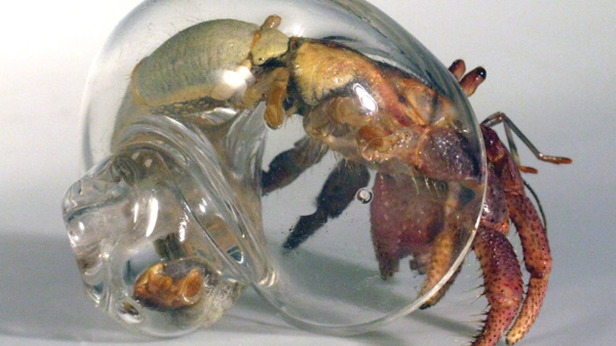 naked hermit crabs Naked hermit crabs