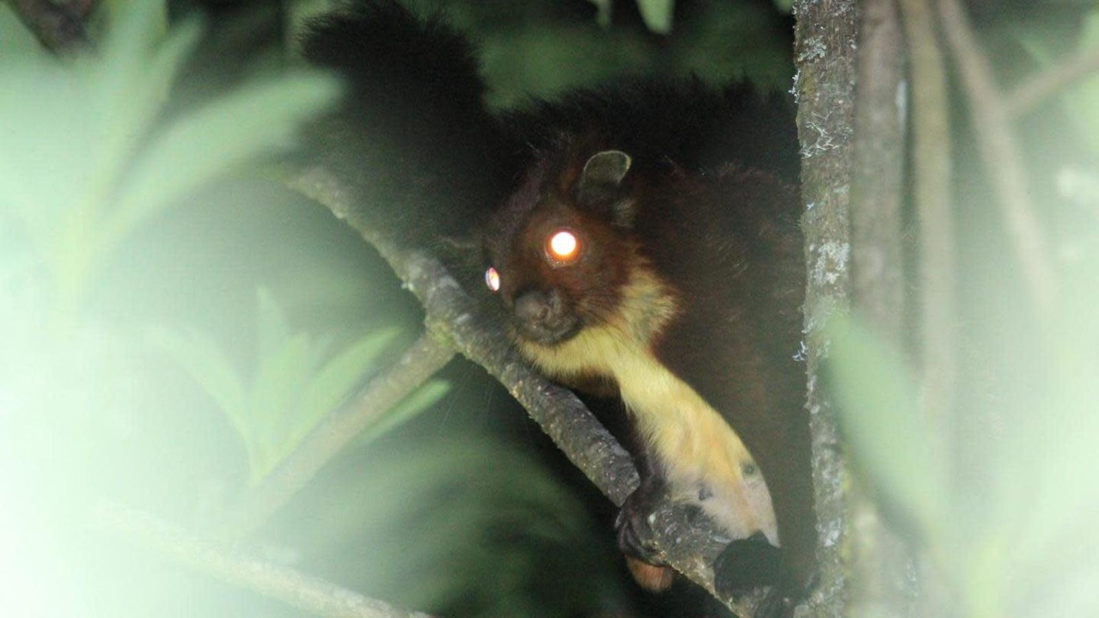 Adorable New Species of Flying Squirrel Discovered in China