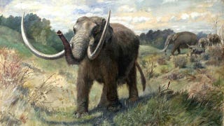 Illustration for article titled Ancient mastodon hunt reveals North America's oldest culture