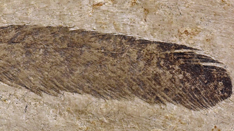 first dinosaur with feathers