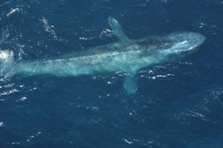 Illustration for article titled Blue Whales Are Changing Their Tunes, But Why?
