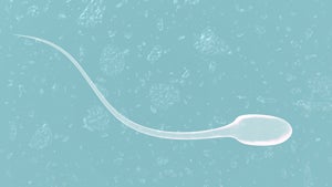 Illustration for article titled Scientists Say A Certain Size Does Matter
