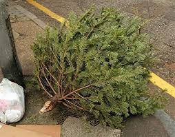 Illustration for article titled What To Do With That Old Christmas Tree
