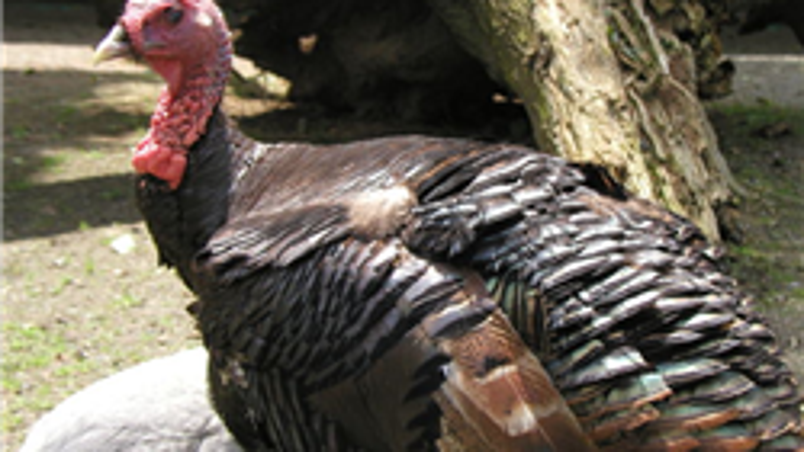 Which day is thanksgiving day