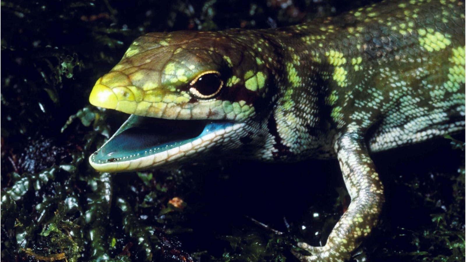 photo of Lizards With Toxic Green Blood Are Super Freaky image