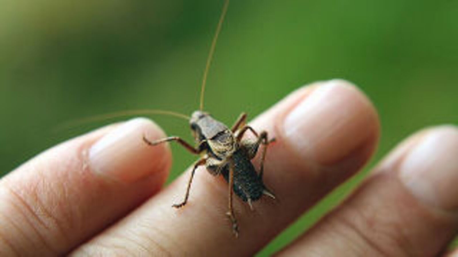 Estimate the Temperature from a Cricket’s Chirp