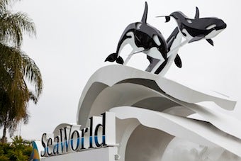 Illustration for article titled SeaWorld Fined Pennies In Wake Of Trainer's Death