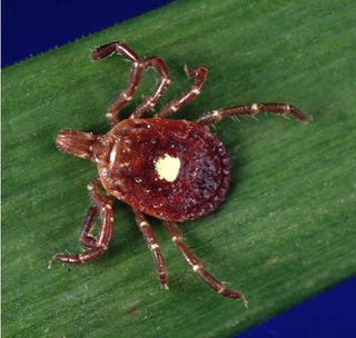 Illustration for article titled The Tick That Can Make You a Vegetarian