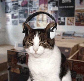 Illustration for article titled Attention Team Cat: This is a Special Bulletin