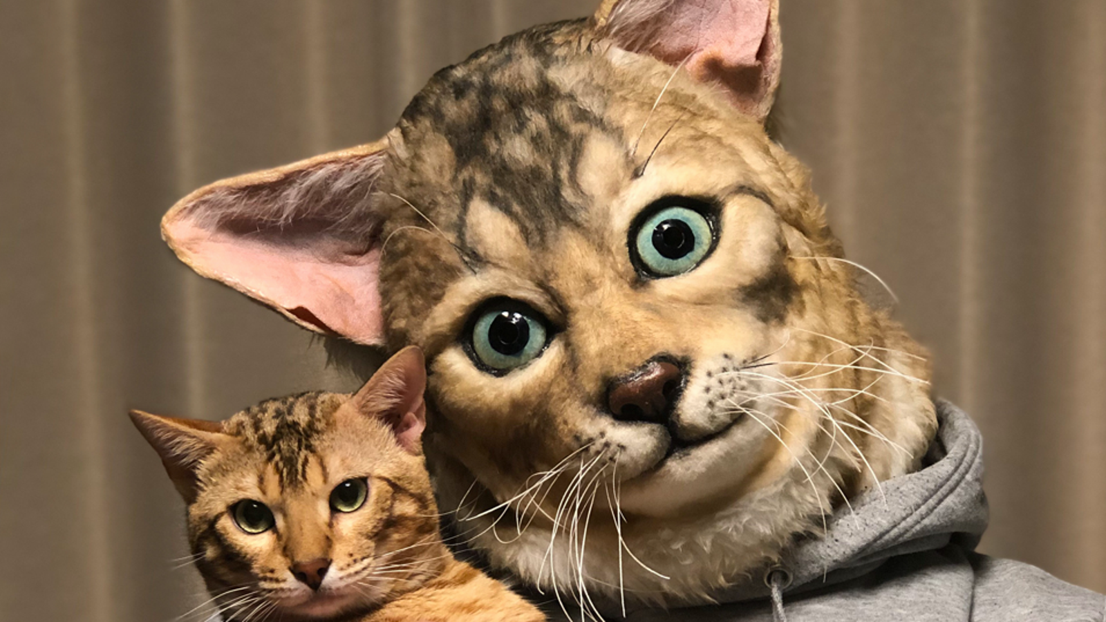 Turn Your Cat 39 S Face Into A Wearable Mask