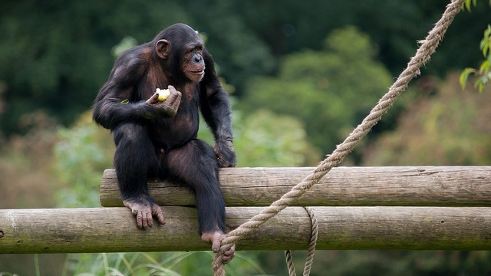 The difference between humans and chimps is all in the junk DNA