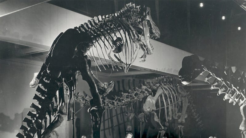 museums with t rex bones