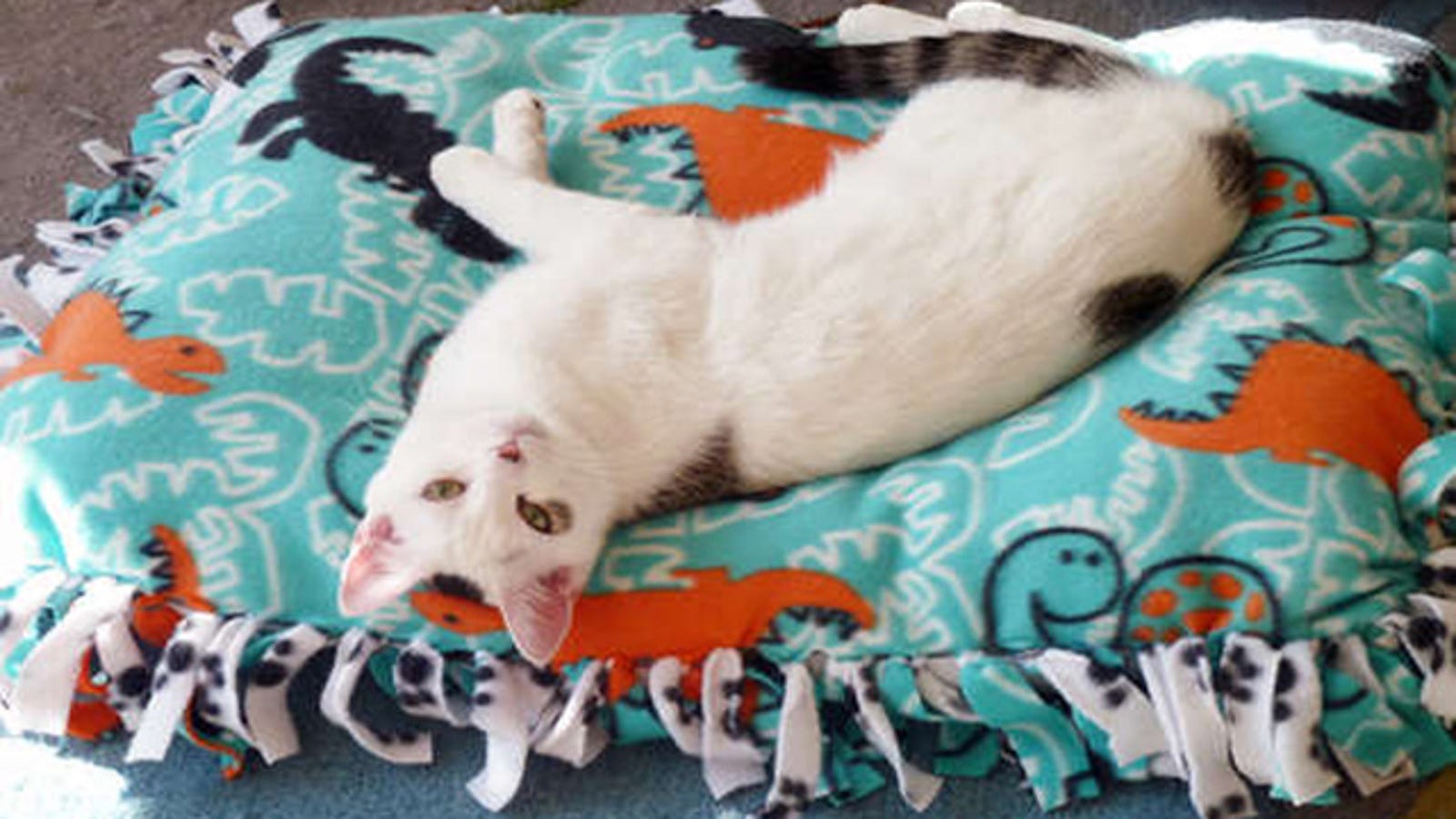 Make A No Sew Pet Bed