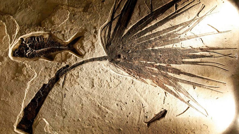 Illustration for article titled ​Prehistoric Scottish Fish Responsible for the First Ever Sex Act