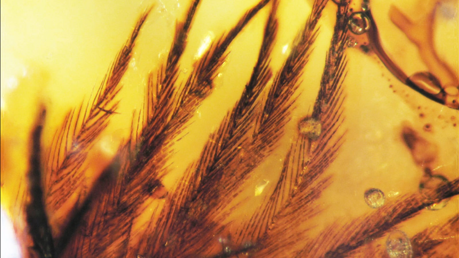 dino feathers