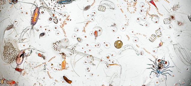 This Is What's in a Single Drop of Seawater