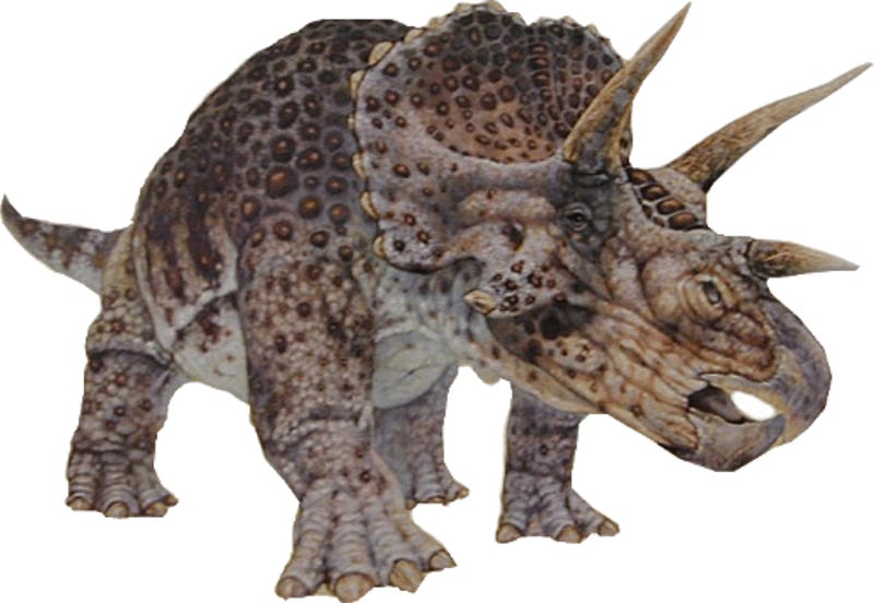 Покажи трицератопса. Торозавр Трицератопс. Трицератопс анатомия. Носорог и Трицератопс. Динозаврик Трицератопс.