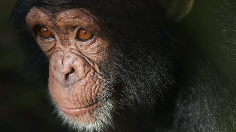 Scientists Have Finally Figured Out Why Chimps Are So Damn Strong