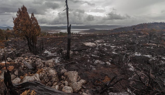 photo of A Global Tragedy Is Unfolding In Tasmania image
