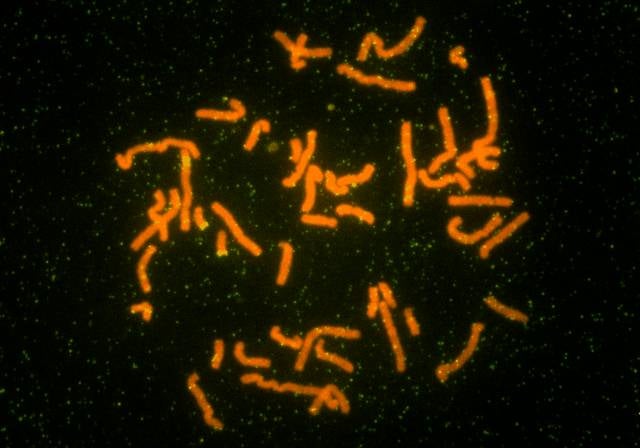 Synthetic replacement chromosomes give us replicant yeast