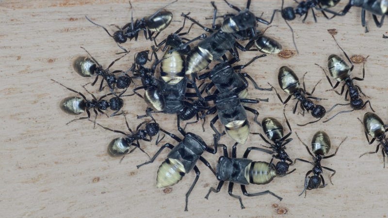 Descubren por qué muchos insectos han evolucionado con un ... - Gizmodo en Español